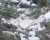 Калужская полиция взялась за незаконных рубщиков деревьев