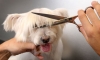 В Обнинске собачий парикмахер отомстила за отказ в трудоустройстве