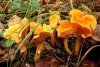 Калужская область экспортировала 430 тонн грибов