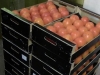 В Калуге в ходе очередного рейда было уничтожено более 100 кг санкционных фруктов