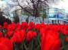 В Калуге ко Дню Победы распустятся 190 тысяч тюльпанов