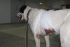 Вопиющая жестокость: Живодер пытался зарезать свою собаку в подъезде