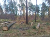 В Калужской области срубленное дерево упало на лесоруба, он погиб