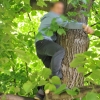 Прячась от стада кабанов, житель Обнинска несколько часов просидел на дереве 