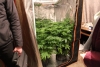 Калужанин превратил квартиру в теплицу для выращивания конопли