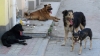Власти выделят 1,3 миллиона на отлов бездомных животных в Калуге