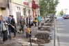 На улице Суворова посадили более 20 берёз