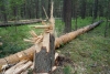 За незаконную рубку четырех деревьев пенсионер заплатит более 100 тысяч рублей