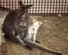 В калужском зоопарке родился редкий кенгуру-альбинос