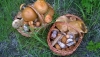 Первый случай отравления грибами зафиксирован в Калуге