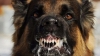 В Калужской области бешеная собака покусала 24 человека