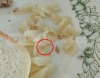 Минобр: Личинка в макаронах в калужском колледже - студенческая шутка