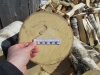Калужский пенсионер заплатит 97 тысяч за 2 куба срубленных деревьев