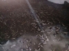 В Медынском пруду подо льдом обнаружили много мёртвой рыбы