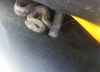 Житель Обнинска, сам того не зная, 20 дней возил в своём автомобиле змею!