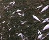 По факту массовой гибели рыбы в Протве возбуждено уголовное дело