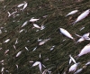 Росприроднадзор назвал причину массовой гибели рыбы в Протве