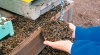 Пасечники сообщают о массовый гибели пчел в Калужской области