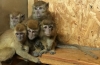 В Калуге украли 10 обезьян