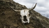 Еще один заброшенный скотомогильник сибирской язвы обнаружен в Калужской области