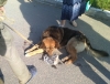 Полиция занялась истязавшим собаку калужским живодером