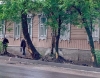 На вырубку больных деревьев Калуга потратит 25 миллионов 