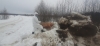 На кладбище в Литвиново обнаружен труп свиньи с подозрением на африканскую чуму