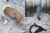 Второй труп свиньи найден на кладбище в Литвиново