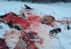В Калужской области браконьеры застрелили беременную лосиху