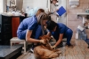Обнинские зоозащитники получат от Путина 3,8 миллиона рублей на стерилизацию собак