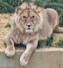 В калужском экопарке «Биосфера» умер лев