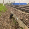 Поезд насмерть сбил школьницу в Калужской области