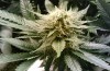 Житель Тарусы выращивал марихуану на заброшенной ферме