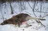 В Калужской области задержаны браконьеры, застрелившие лосиху с двумя детенышами