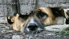 Калужские зоозащитники сообщили о массовой гибели домашних собак от отравления