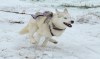 В Калужской области прошли всероссийские соревнования по ездовому спорту на собачьих упряжках