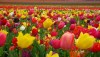 В память о Константине Баранове в Калуге расцветет миллион тюльпанов