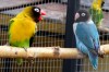 Парк птиц «Воробьи» получит миллион рублей от  Правительства РФ 