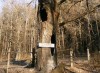 В нацпарке «Угра» вандалы сожгли многовековые дубы