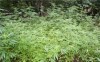 Калужские полицейские нашли в лесу поляну марихуаны