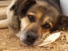 В Калуге неадекватный водитель фуры без причины избил собаку куском арматуры