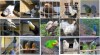 Специалисты обследовали ООО "Парк птиц" на право ввоза и размещения домашних кур из Чехии