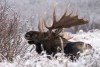 Житель Московской области мимоходом застрелил лося