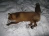 В Калужской области обнаружена еще одна лиса, зараженная бешенством 