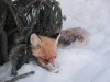В Калужской области участились случаи гибели животных от бешенства
