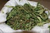 Калужанин хранил у себя на даче 870 грамм марихуаны 