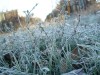 В эти выходные в Калужской области ожидаются заморозки 