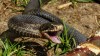 МЧС опубликовало предупреждение об активности змей  