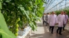 В Калужской области создают самое крупное в мире тепличное хозяйство