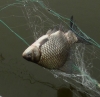 За ловлю рыбы сетями приятелям из Людиново грозит по 2  года тюрьмы